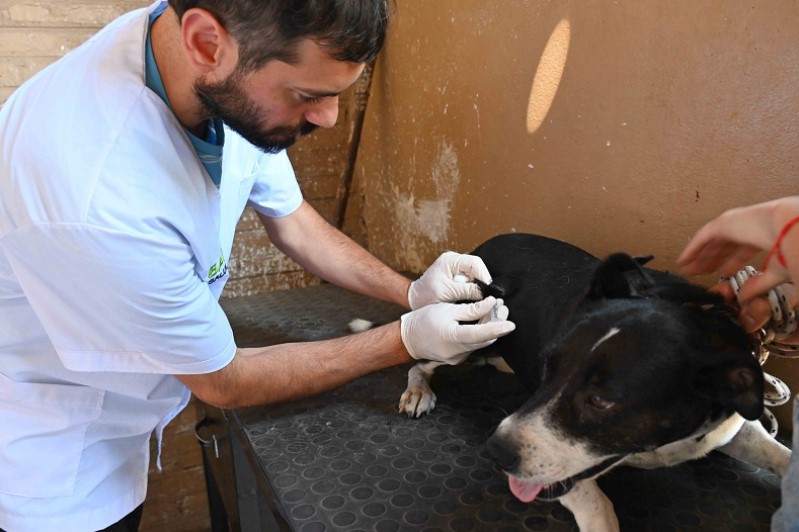 Atención municipal veterinaria